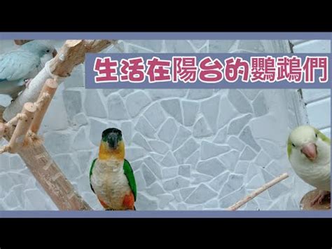 陽台養鳥風水